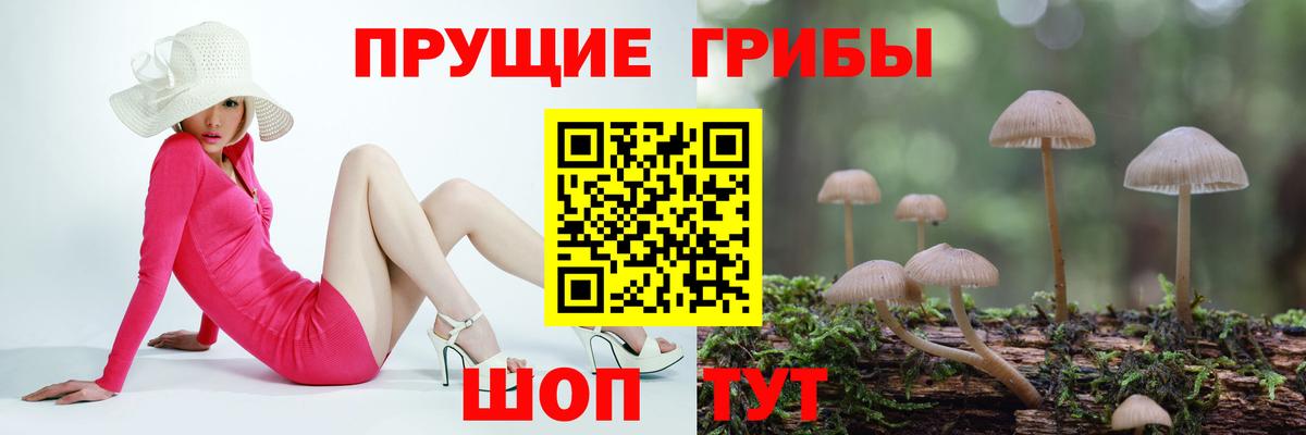 Псилоцибиновые грибы GOLDEN TEACHER  Вход с VPN  Юрга  Псилоцибиновые грибы Cubensis 